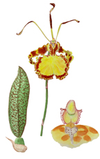 Oncidium Mend